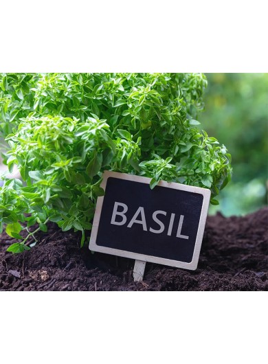 Basil (1)